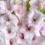 9 розовых гладиолусов фото 4